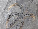 Ophiura sp. LAMARCK 1801 - Bild © FossNet FossilienStore